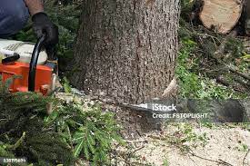 Cannon Falls, MN Tree Services Company