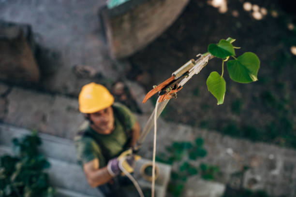 How Our Tree Care Process Works  in  Cannon Falls, MN