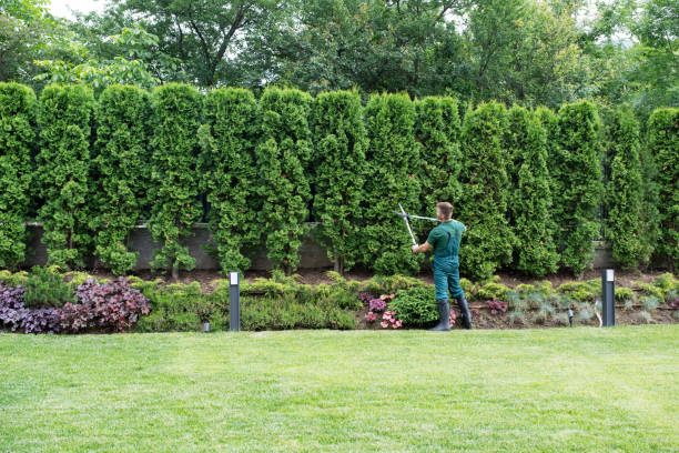 Lawn Drainage Solutions in Cannon Falls, MN